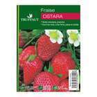 Plants de fraisiers 'Ostara' : barquette de 6 plants